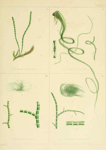 Reproducción/Reproduction 6302467707: The botany of the Antarctic voyage of H.M. discovery ships Erebus and Terror in the Years 1839-1843. v.1. plates London :Reeve Brothers,1844-60