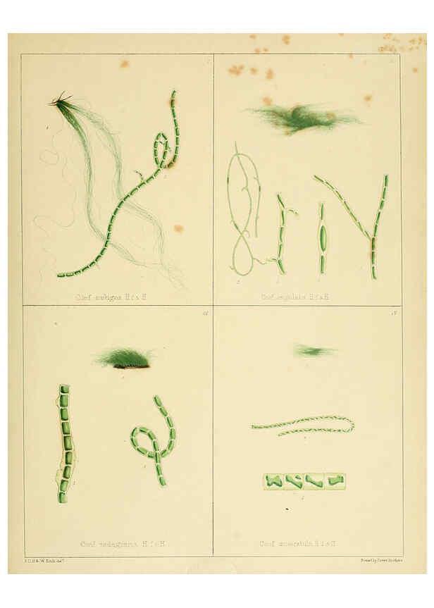 Reproducción/Reproduction 6302467469: The botany of the Antarctic voyage of H.M. discovery ships Erebus and Terror in the Years 1839-1843. v.1. plates London :Reeve Brothers,1844-60