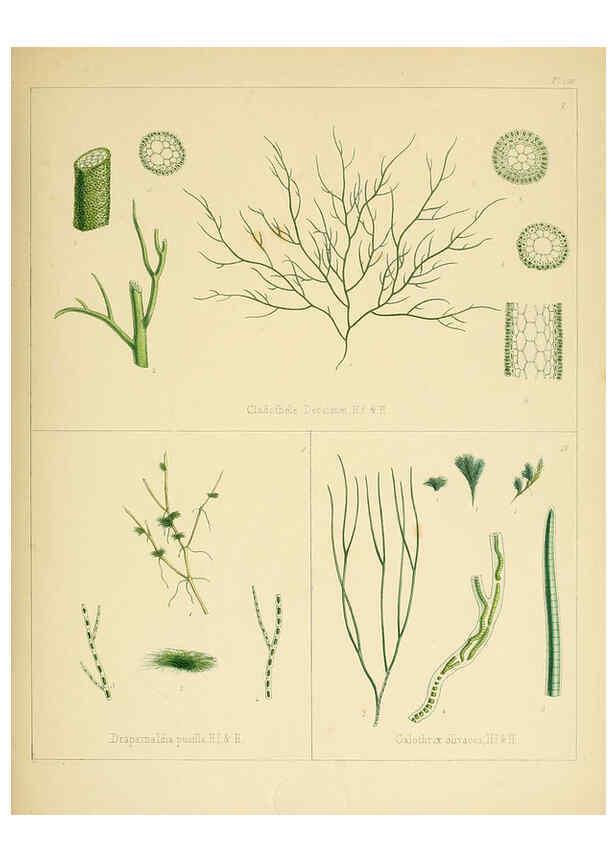 Reproducción/Reproduction 6302992626: The botany of the Antarctic voyage of H.M. discovery ships Erebus and Terror in the Years 1839-1843. v.1. plates London :Reeve Brothers,1844-60