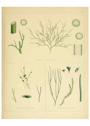 Reproducción/Reproduction 6302992626: The botany of the Antarctic voyage of H.M. discovery ships Erebus and Terror in the Years 1839-1843. v.1. plates London :Reeve Brothers,1844-60