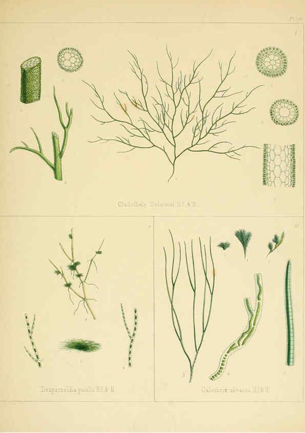 Reproducción/Reproduction 6302992626: The botany of the Antarctic voyage of H.M. discovery ships Erebus and Terror in the Years 1839-1843. v.1. plates London :Reeve Brothers,1844-60