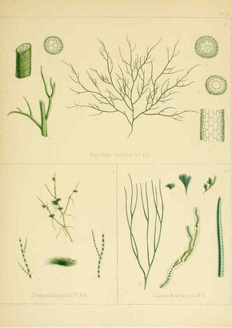 Reproducción/Reproduction 6302992626: The botany of the Antarctic voyage of H.M. discovery ships Erebus and Terror in the Years 1839-1843. v.1. plates London :Reeve Brothers,1844-60