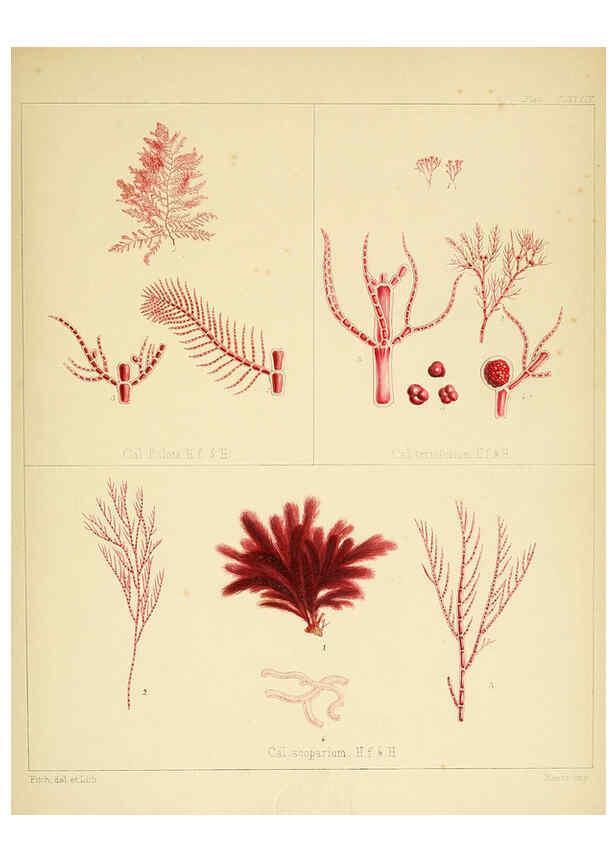 Reproducción/Reproduction 6302992322: The botany of the Antarctic voyage of H.M. discovery ships Erebus and Terror in the Years 1839-1843. v.1. plates London :Reeve Brothers,1844-60