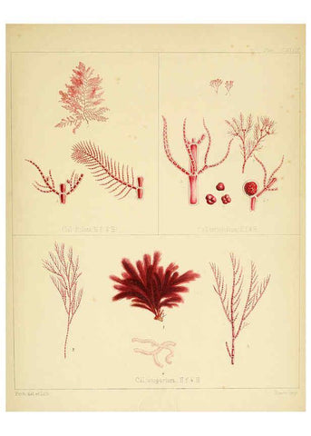 Reproducción/Reproduction 6302992322: The botany of the Antarctic voyage of H.M. discovery ships Erebus and Terror in the Years 1839-1843. v.1. plates London :Reeve Brothers,1844-60