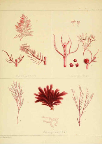 Reproducción/Reproduction 6302992322: The botany of the Antarctic voyage of H.M. discovery ships Erebus and Terror in the Years 1839-1843. v.1. plates London :Reeve Brothers,1844-60