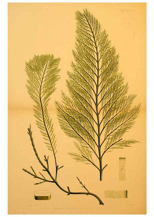 Reproducción/Reproduction 6302988226: The botany of the Antarctic voyage of H.M. discovery ships Erebus and Terror in the Years 1839-1843. v.1. plates London :Reeve Brothers,1844-60