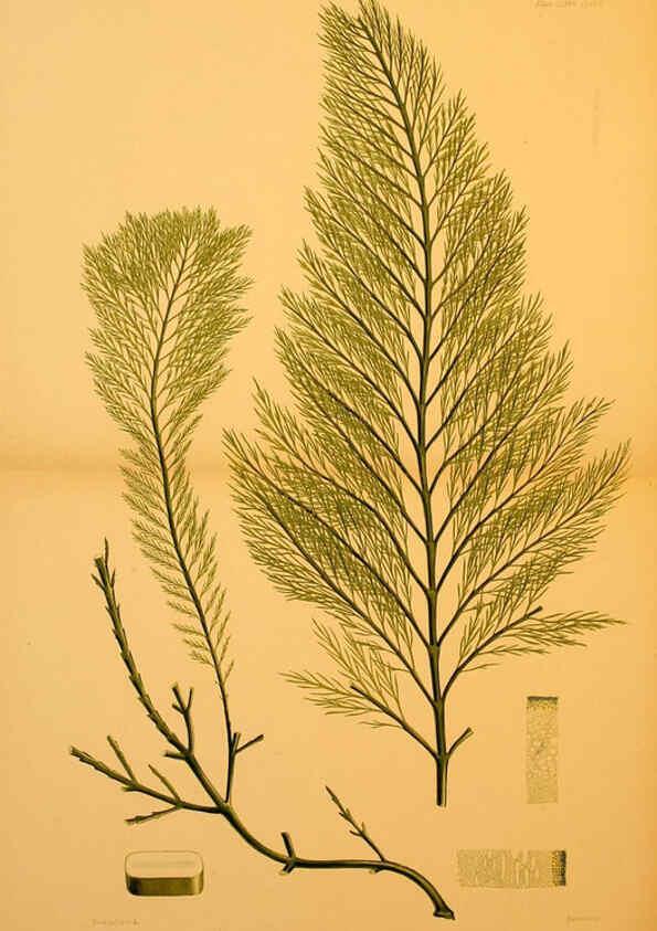 Reproducción/Reproduction 6302988226: The botany of the Antarctic voyage of H.M. discovery ships Erebus and Terror in the Years 1839-1843. v.1. plates London :Reeve Brothers,1844-60