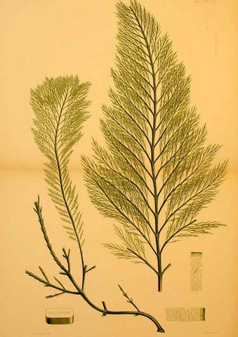 Reproducción/Reproduction 6302988226: The botany of the Antarctic voyage of H.M. discovery ships Erebus and Terror in the Years 1839-1843. v.1. plates London :Reeve Brothers,1844-60