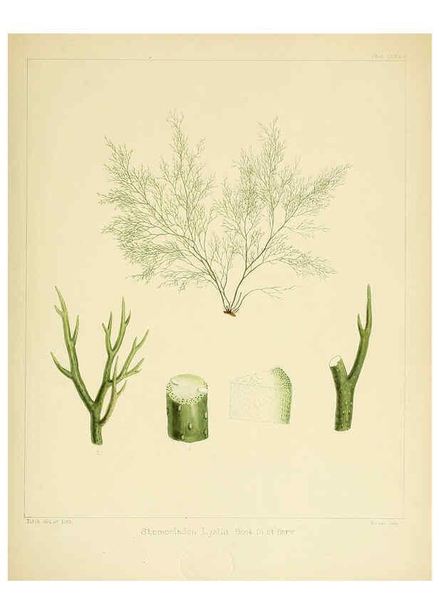 Reproducción/Reproduction 6302988512: The botany of the Antarctic voyage of H.M. discovery ships Erebus and Terror in the Years 1839-1843. v.1. plates London :Reeve Brothers,1844-60