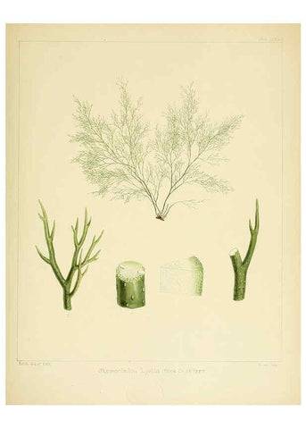 Reproducción/Reproduction 6302988512: The botany of the Antarctic voyage of H.M. discovery ships Erebus and Terror in the Years 1839-1843. v.1. plates London :Reeve Brothers,1844-60