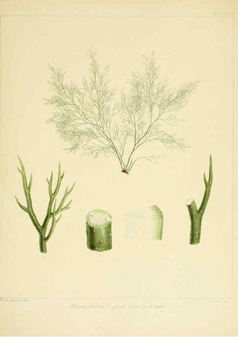 Reproducción/Reproduction 6302988512: The botany of the Antarctic voyage of H.M. discovery ships Erebus and Terror in the Years 1839-1843. v.1. plates London :Reeve Brothers,1844-60