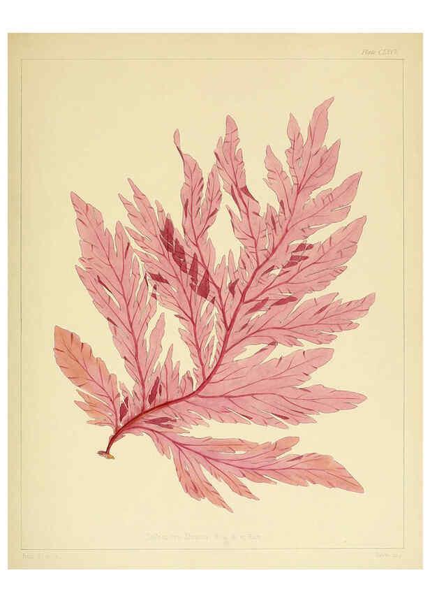Reproducción/Reproduction 6302463039: The botany of the Antarctic voyage of H.M. discovery ships Erebus and Terror in the Years 1839-1843. v.1. plates London :Reeve Brothers,1844-60