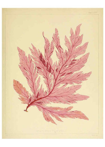 Reproducción/Reproduction 6302463039: The botany of the Antarctic voyage of H.M. discovery ships Erebus and Terror in the Years 1839-1843. v.1. plates London :Reeve Brothers,1844-60