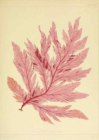 Reproducción/Reproduction 6302463039: The botany of the Antarctic voyage of H.M. discovery ships Erebus and Terror in the Years 1839-1843. v.1. plates London :Reeve Brothers,1844-60