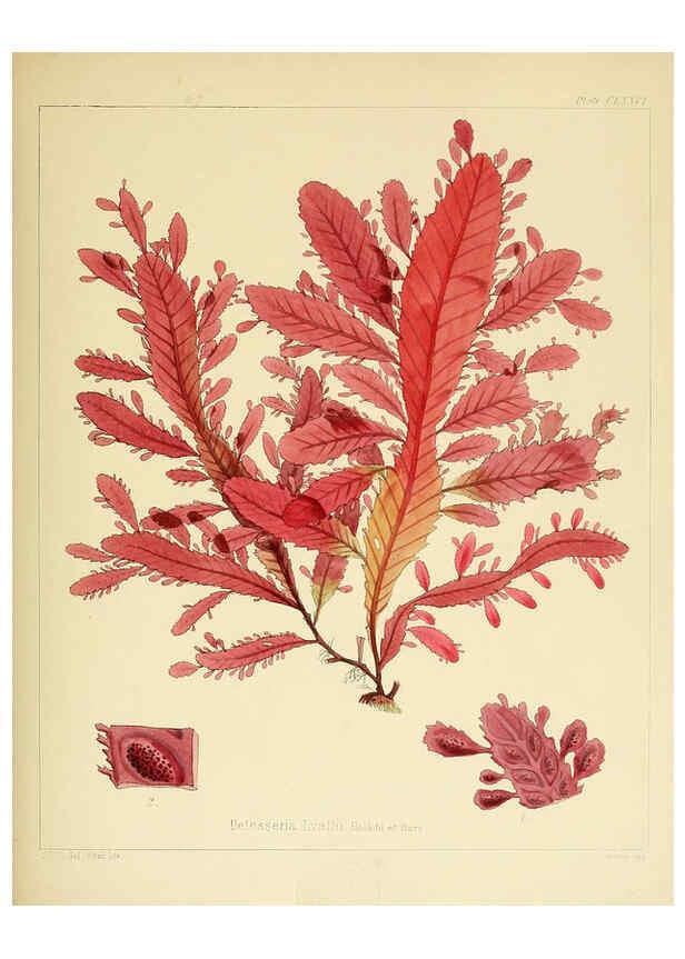Reproducción/Reproduction 6302989042: The botany of the Antarctic voyage of H.M. discovery ships Erebus and Terror in the Years 1839-1843. v.1. plates London :Reeve Brothers,1844-60