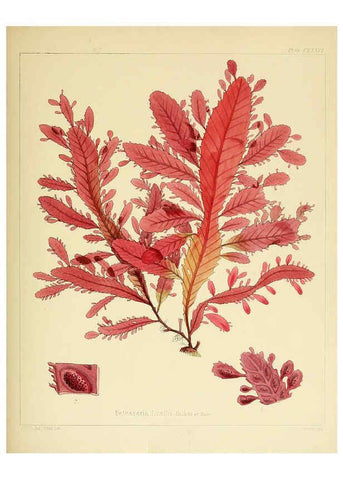 Reproducción/Reproduction 6302989042: The botany of the Antarctic voyage of H.M. discovery ships Erebus and Terror in the Years 1839-1843. v.1. plates London :Reeve Brothers,1844-60