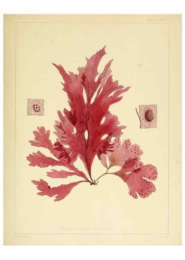 Reproducción/Reproduction 6302989508: The botany of the Antarctic voyage of H.M. discovery ships Erebus and Terror in the Years 1839-1843. v.1. plates London :Reeve Brothers,1844-60