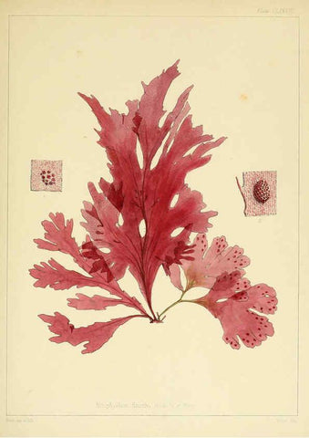 Reproducción/Reproduction 6302989508: The botany of the Antarctic voyage of H.M. discovery ships Erebus and Terror in the Years 1839-1843. v.1. plates London :Reeve Brothers,1844-60