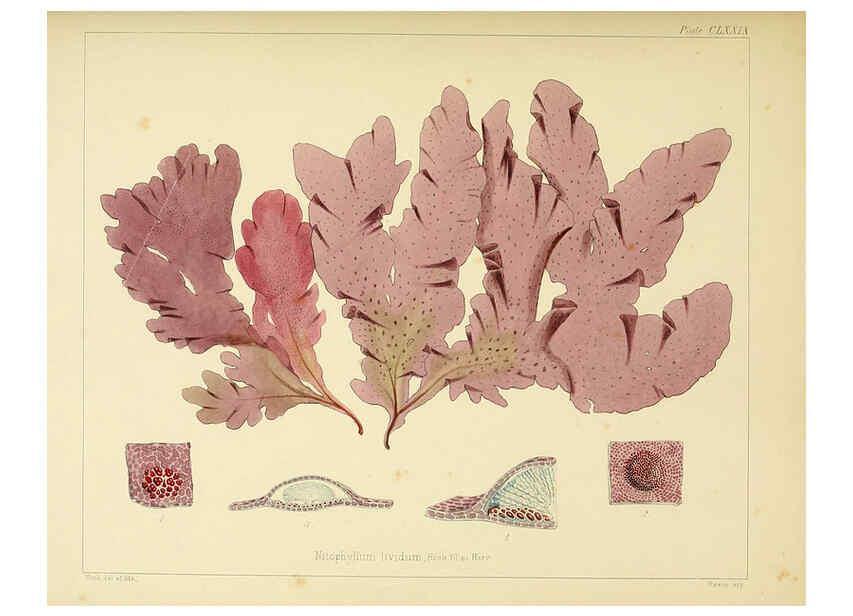 Reproducción/Reproduction 6302989870: The botany of the Antarctic voyage of H.M. discovery ships Erebus and Terror in the Years 1839-1843. v.1. plates London :Reeve Brothers,1844-60