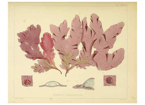 Reproducción/Reproduction 6302989870: The botany of the Antarctic voyage of H.M. discovery ships Erebus and Terror in the Years 1839-1843. v.1. plates London :Reeve Brothers,1844-60