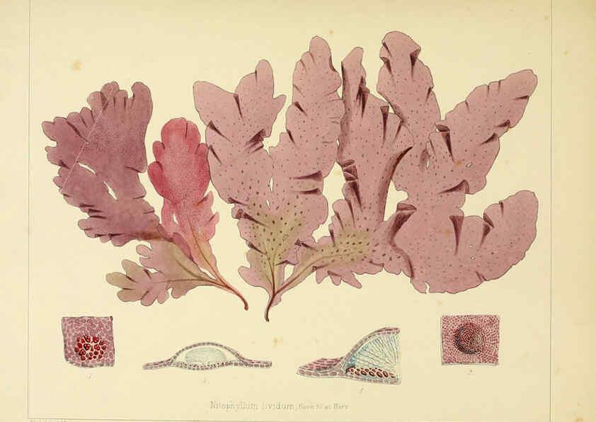 Reproducción/Reproduction 6302989870: The botany of the Antarctic voyage of H.M. discovery ships Erebus and Terror in the Years 1839-1843. v.1. plates London :Reeve Brothers,1844-60