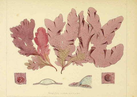 Reproducción/Reproduction 6302989870: The botany of the Antarctic voyage of H.M. discovery ships Erebus and Terror in the Years 1839-1843. v.1. plates London :Reeve Brothers,1844-60