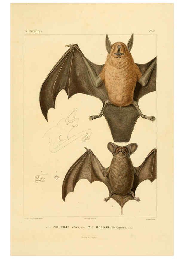 Reproducción/Reproduction 6302647713: Voyage dans l'Amérique Méridionale. v.9. Paris :Pitois-Levrault,1835-47