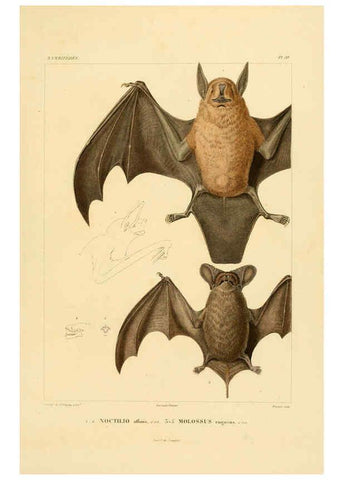 Reproducción/Reproduction 6302647713: Voyage dans l'Amérique Méridionale. v.9. Paris :Pitois-Levrault,1835-47