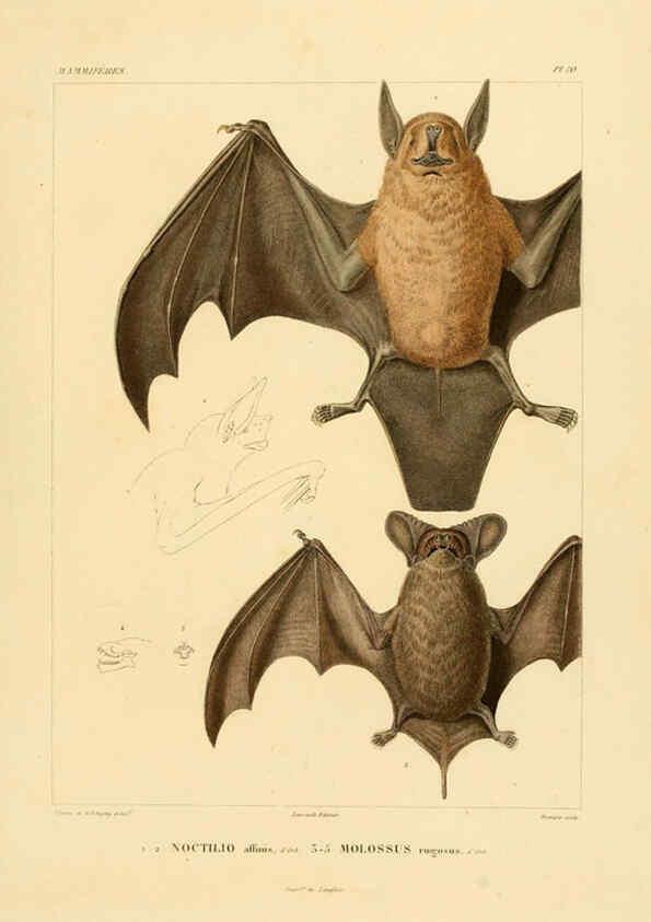 Reproducción/Reproduction 6302647713: Voyage dans l'Amérique Méridionale. v.9. Paris :Pitois-Levrault,1835-47