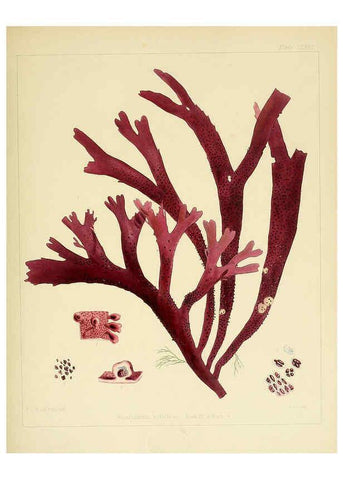 Reproducción/Reproduction 6302990084: The botany of the Antarctic voyage of H.M. discovery ships Erebus and Terror in the Years 1839-1843. v.1. plates London :Reeve Brothers,1844-60
