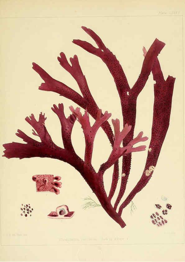 Reproducción/Reproduction 6302990084: The botany of the Antarctic voyage of H.M. discovery ships Erebus and Terror in the Years 1839-1843. v.1. plates London :Reeve Brothers,1844-60