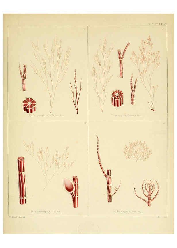 Reproducción/Reproduction 6302465035: The botany of the Antarctic voyage of H.M. discovery ships Erebus and Terror in the Years 1839-1843. v.1. plates London :Reeve Brothers,1844-60