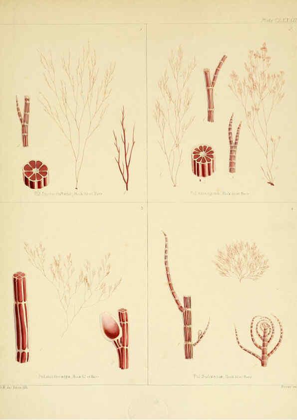 Reproducción/Reproduction 6302465035: The botany of the Antarctic voyage of H.M. discovery ships Erebus and Terror in the Years 1839-1843. v.1. plates London :Reeve Brothers,1844-60