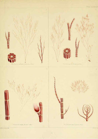 Reproducción/Reproduction 6302465035: The botany of the Antarctic voyage of H.M. discovery ships Erebus and Terror in the Years 1839-1843. v.1. plates London :Reeve Brothers,1844-60