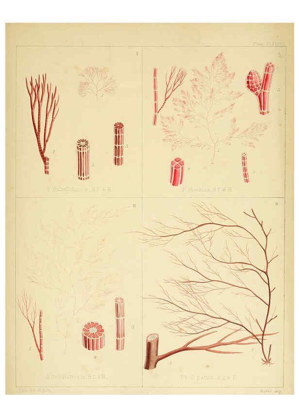 Reproducción/Reproduction 6302990756: The botany of the Antarctic voyage of H.M. discovery ships Erebus and Terror in the Years 1839-1843. v.1. plates London :Reeve Brothers,1844-60