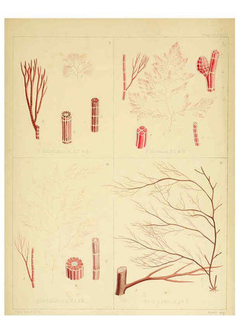 Reproducción/Reproduction 6302990756: The botany of the Antarctic voyage of H.M. discovery ships Erebus and Terror in the Years 1839-1843. v.1. plates London :Reeve Brothers,1844-60