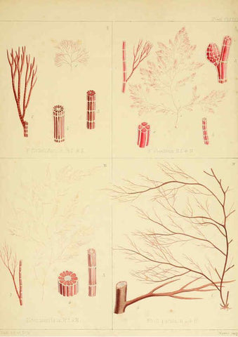 Reproducción/Reproduction 6302990756: The botany of the Antarctic voyage of H.M. discovery ships Erebus and Terror in the Years 1839-1843. v.1. plates London :Reeve Brothers,1844-60