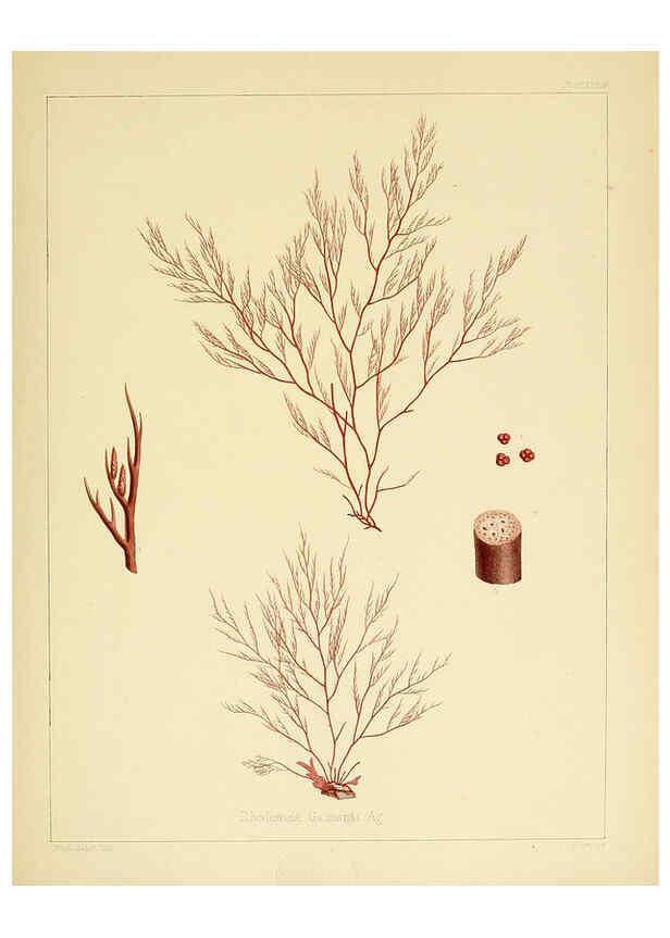 Reproducción/Reproduction 6302465789: The botany of the Antarctic voyage of H.M. discovery ships Erebus and Terror in the Years 1839-1843. v.1. plates London :Reeve Brothers,1844-60