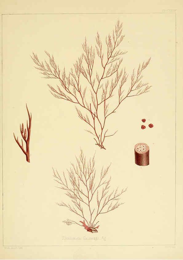 Reproducción/Reproduction 6302465789: The botany of the Antarctic voyage of H.M. discovery ships Erebus and Terror in the Years 1839-1843. v.1. plates London :Reeve Brothers,1844-60