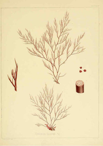 Reproducción/Reproduction 6302465789: The botany of the Antarctic voyage of H.M. discovery ships Erebus and Terror in the Years 1839-1843. v.1. plates London :Reeve Brothers,1844-60