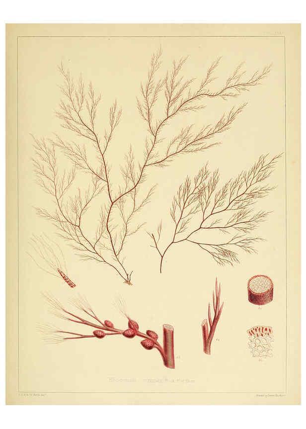 Reproducción/Reproduction 6302991560: The botany of the Antarctic voyage of H.M. discovery ships Erebus and Terror in the Years 1839-1843. v.1. plates London :Reeve Brothers,1844-60