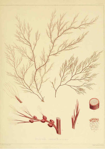 Reproducción/Reproduction 6302991560: The botany of the Antarctic voyage of H.M. discovery ships Erebus and Terror in the Years 1839-1843. v.1. plates London :Reeve Brothers,1844-60