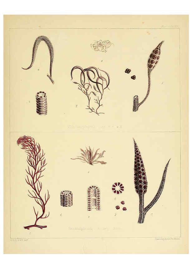 Reproducción/Reproduction 6302466347: The botany of the Antarctic voyage of H.M. discovery ships Erebus and Terror in the Years 1839-1843. v.1. plates London :Reeve Brothers,1844-60