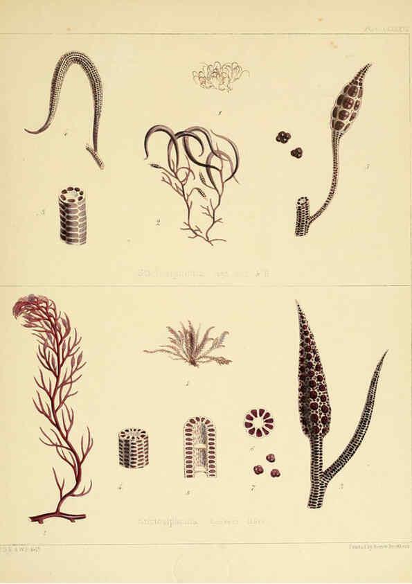 Reproducción/Reproduction 6302466347: The botany of the Antarctic voyage of H.M. discovery ships Erebus and Terror in the Years 1839-1843. v.1. plates London :Reeve Brothers,1844-60