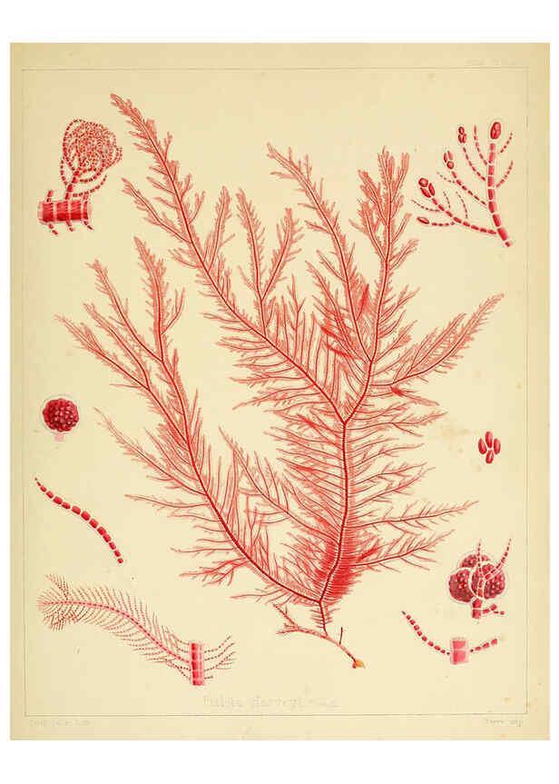 Reproducción/Reproduction 6302991942: The botany of the Antarctic voyage of H.M. discovery ships Erebus and Terror in the Years 1839-1843. v.1. plates London :Reeve Brothers,1844-60