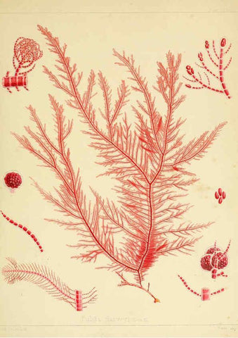 Reproducción/Reproduction 6302991942: The botany of the Antarctic voyage of H.M. discovery ships Erebus and Terror in the Years 1839-1843. v.1. plates London :Reeve Brothers,1844-60