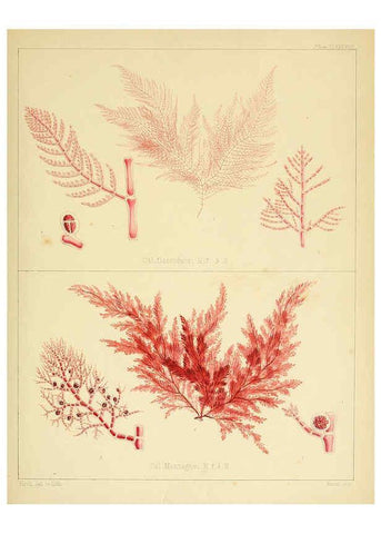 Reproducción/Reproduction 6302466723: The botany of the Antarctic voyage of H.M. discovery ships Erebus and Terror in the Years 1839-1843. v.1. plates London :Reeve Brothers,1844-60