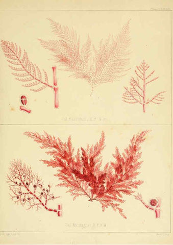 Reproducción/Reproduction 6302466723: The botany of the Antarctic voyage of H.M. discovery ships Erebus and Terror in the Years 1839-1843. v.1. plates London :Reeve Brothers,1844-60