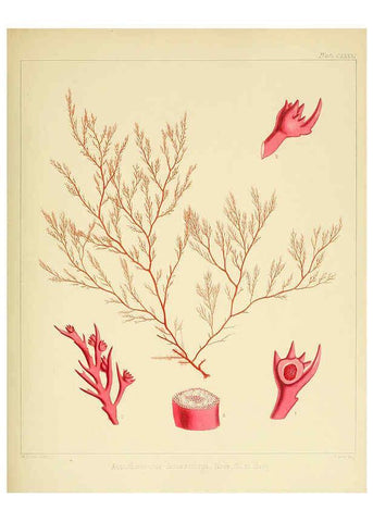 Reproducción/Reproduction 6302990386: The botany of the Antarctic voyage of H.M. discovery ships Erebus and Terror in the Years 1839-1843. v.1. plates London :Reeve Brothers,1844-60