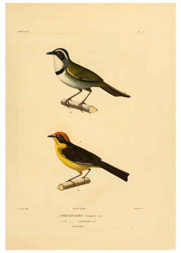 Reproducción/Reproduction 6303186252: Voyage dans l'Amérique Méridionale. v.9. Paris :Pitois-Levrault,1835-47